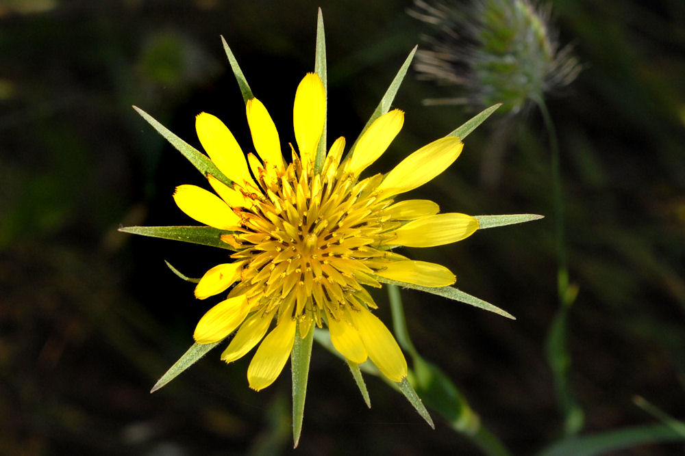 Yellow Salsify