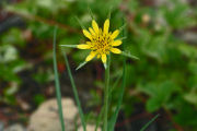 Salsify, Yellow