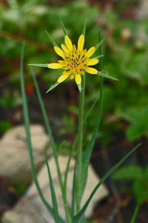 Yellow Salsify