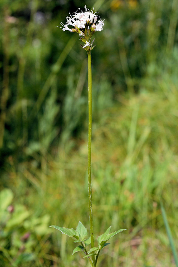 Ballhead Sandwort