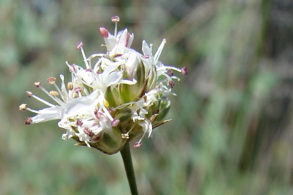 Ballhead Sandwort