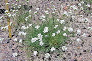 Sandwort, Ballhead