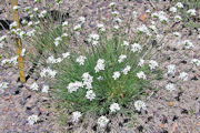 Sandwort, Ballhead