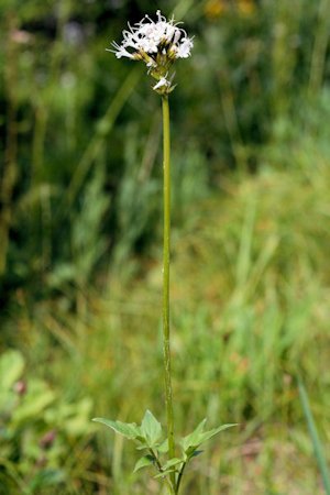 Ballhead Sandwort