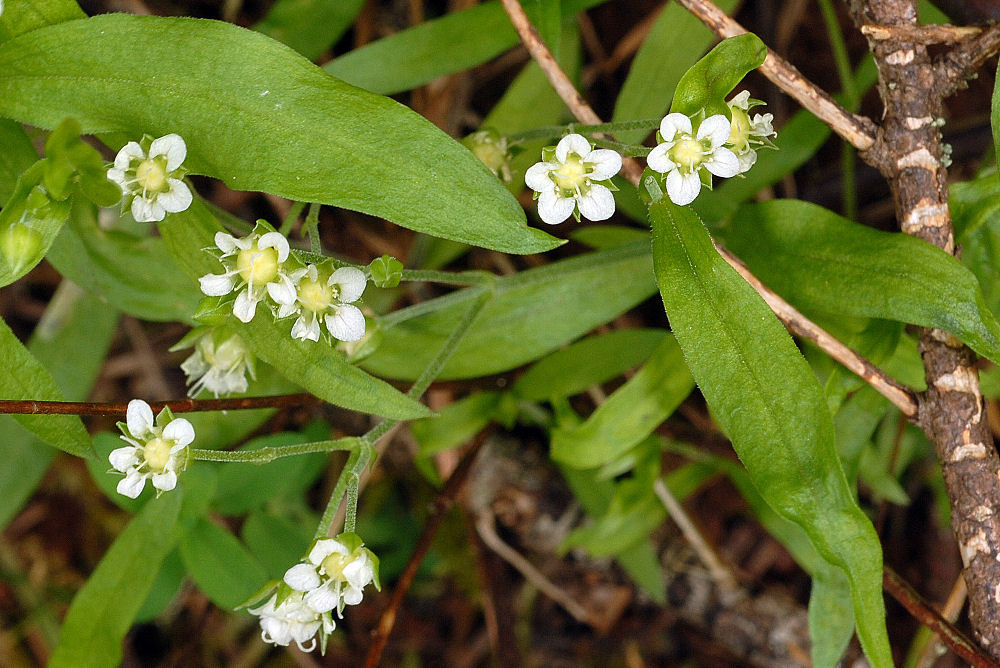 Big Leaf Sandwort