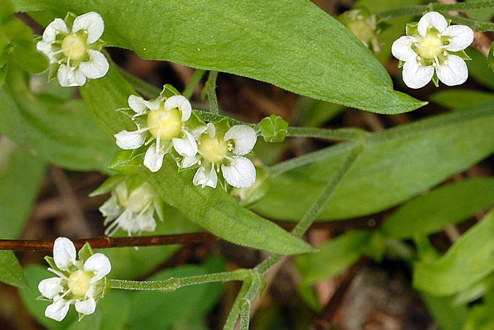 Big Leaf Sandwort