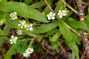 Sandwort, Big Leaf