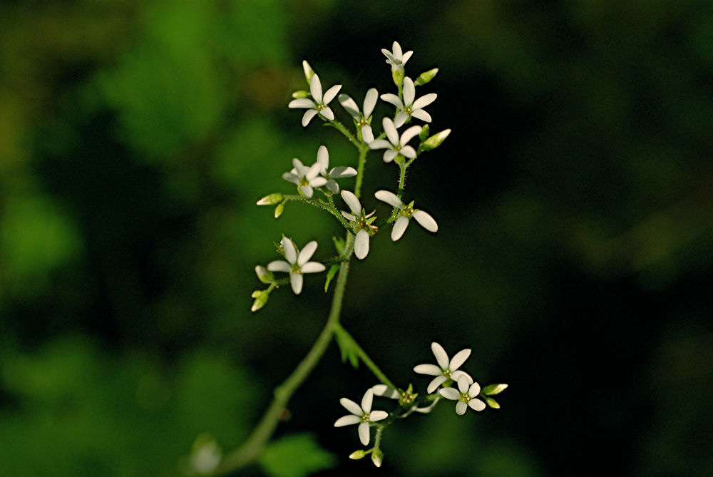 Pumice Sandwort Wildflowers Found in Oregon