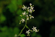 Sandwort, Pumice