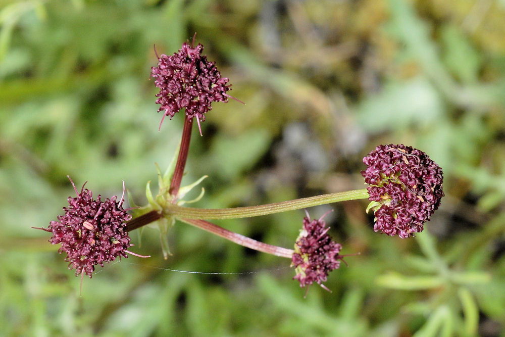 Purple Sanicle