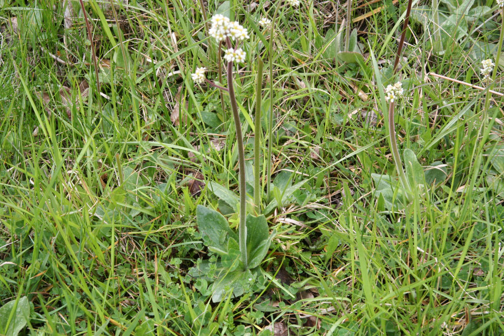 Diamond-leaf Saxifrage