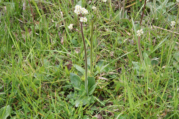 Diamond-leaf Saxifrage