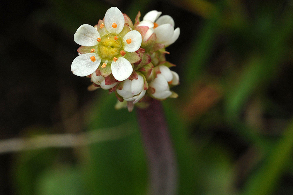 Grassland Saxifrage