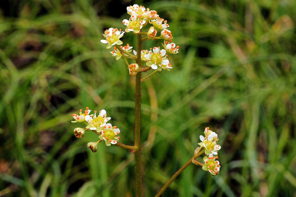 Oregon Saxifrage