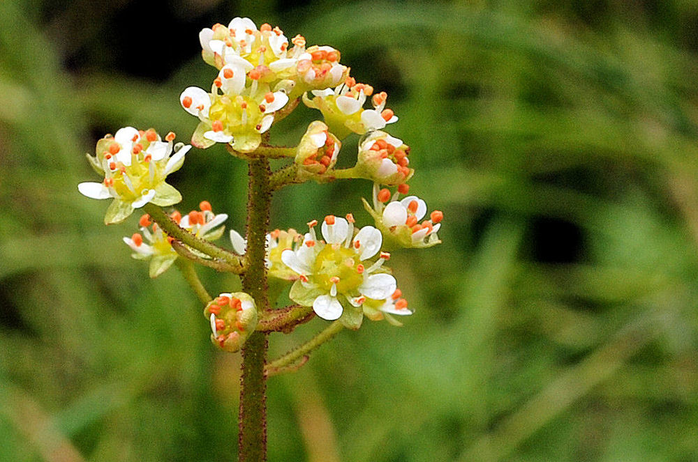 Oregon Saxifrage