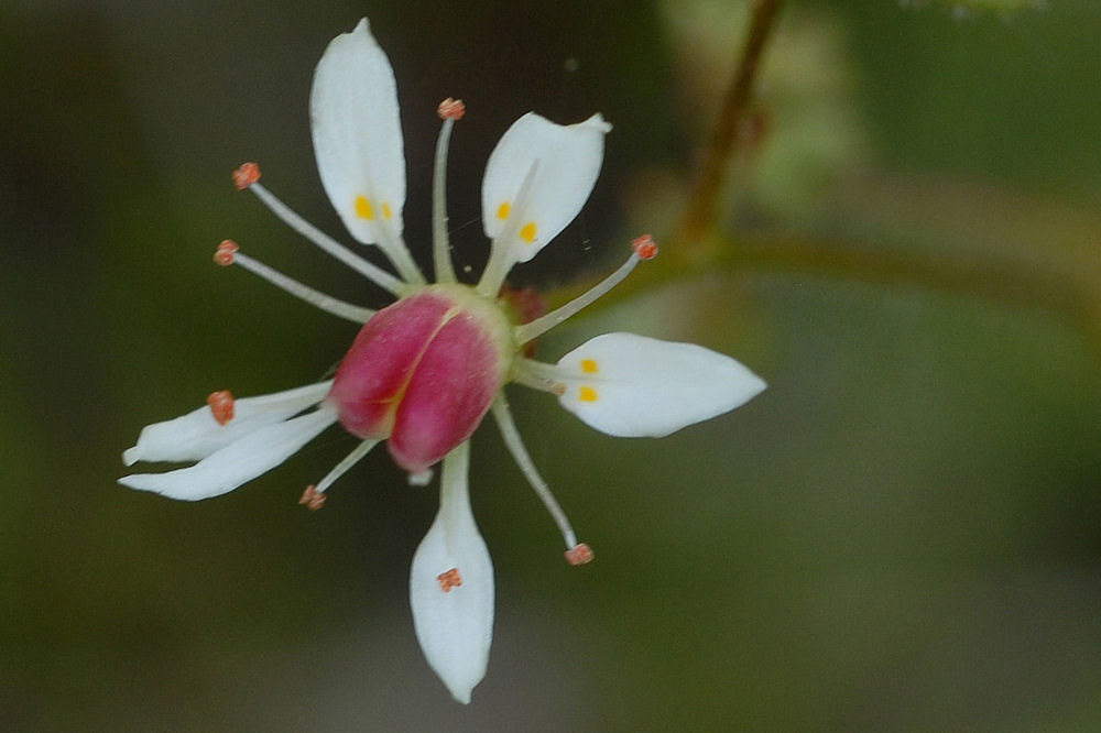 Rusty Saxifrage