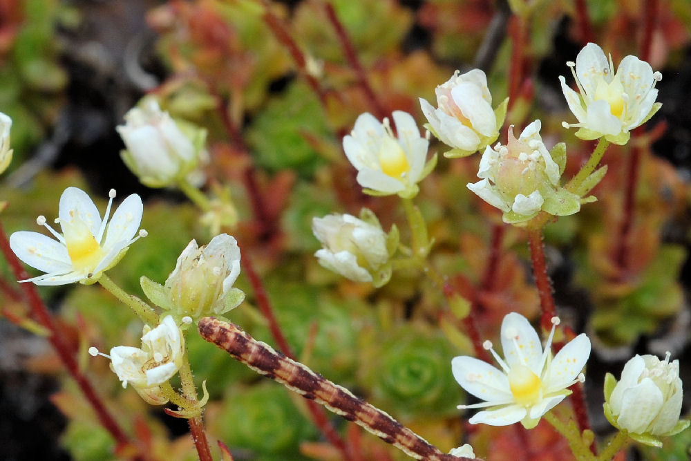 Spotted Saxifrage