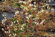 Saxifrage, Spotted