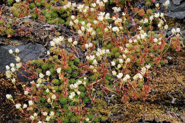 Spotted Saxifrage