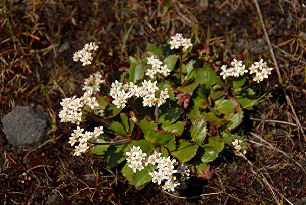 Western Saxifrage