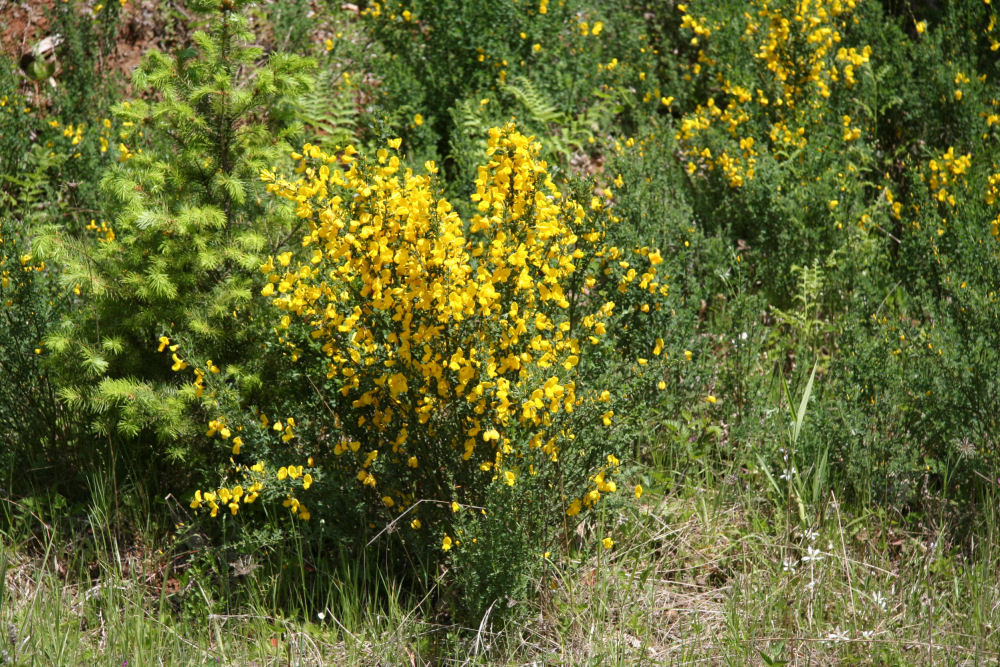 Scotch Broom 