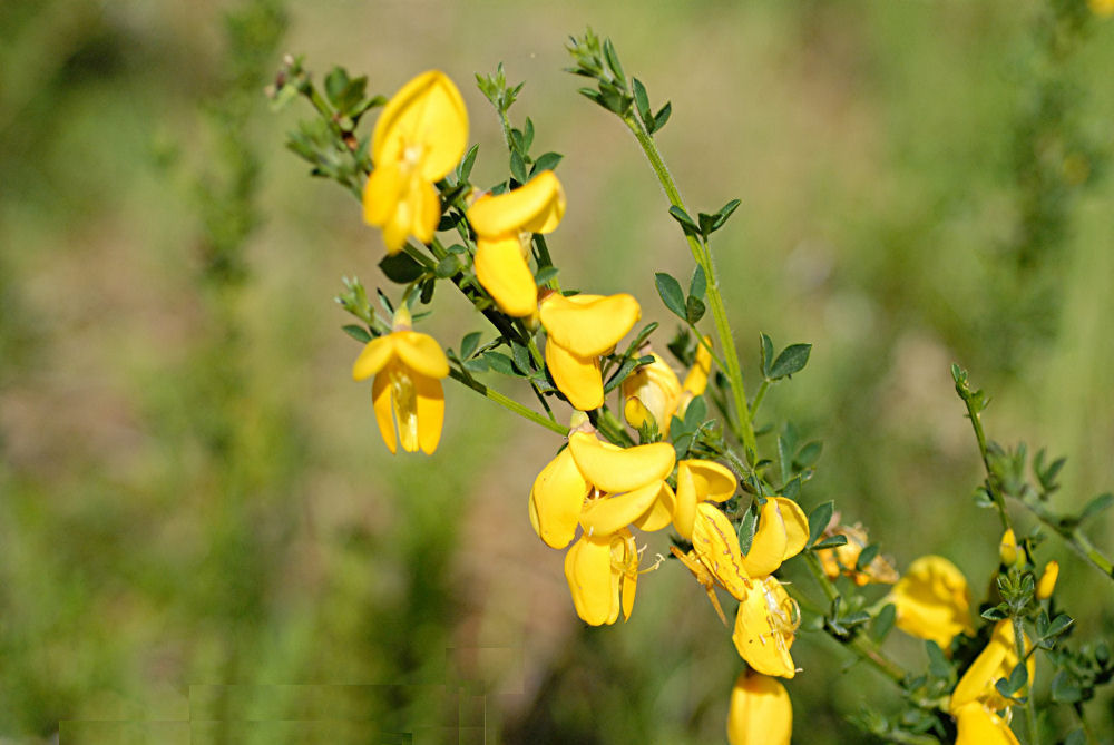 Scotch Broom Flowers