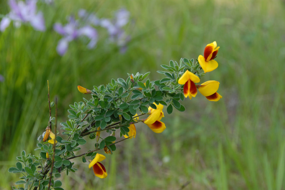 Scotch Broom (with Red)