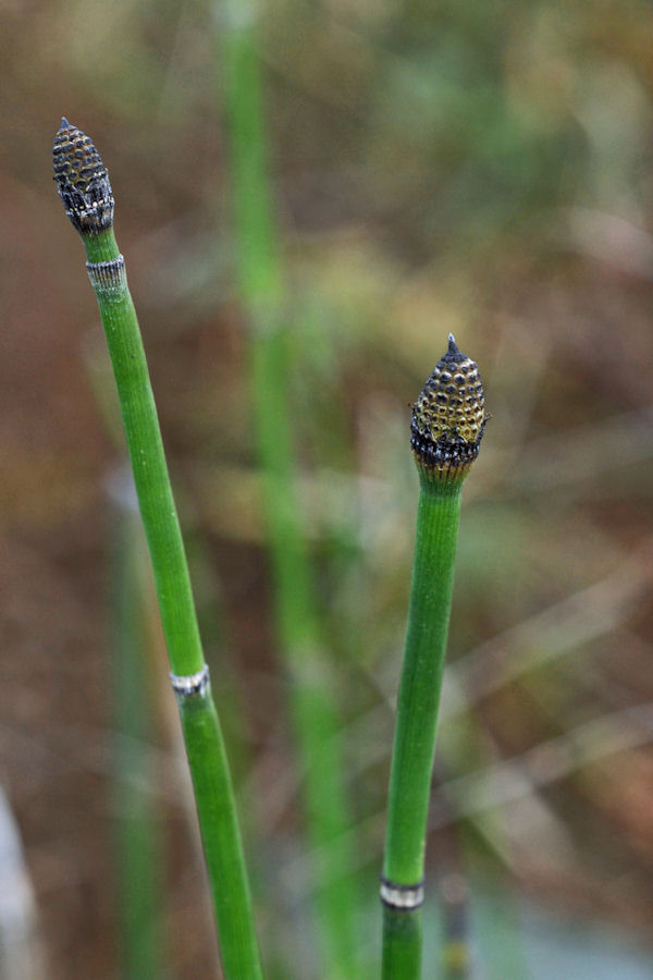 Scouring Rush 