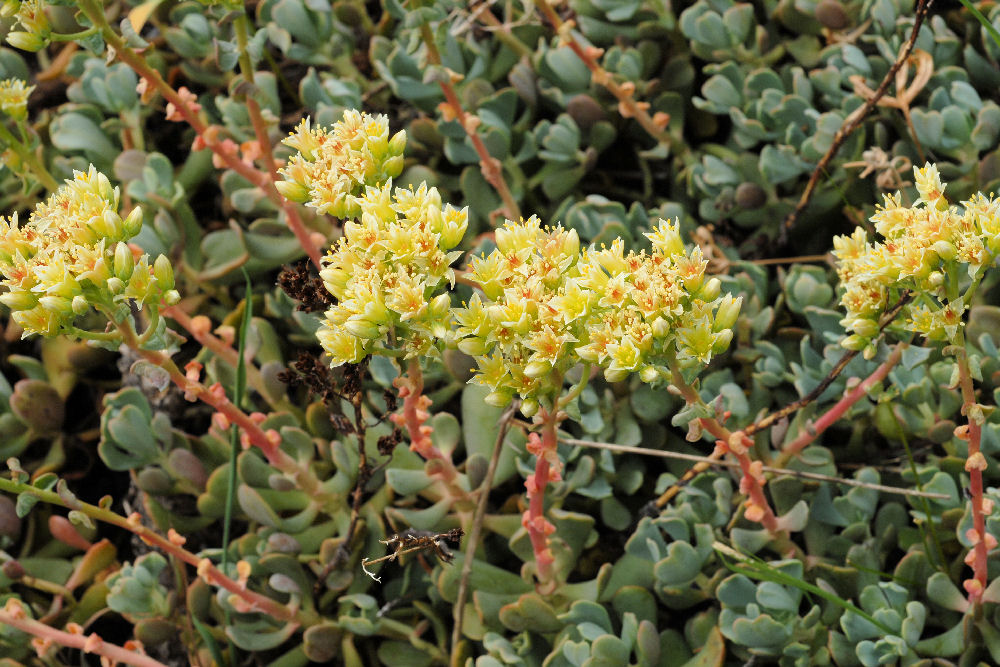 Sierra Sedum 