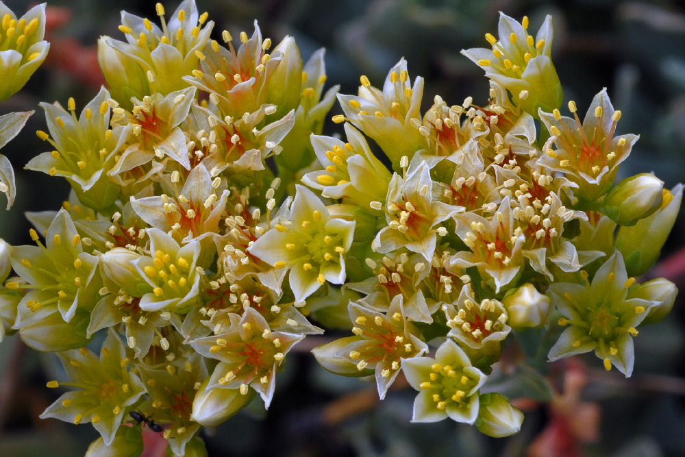 Sierra Sedum 