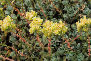 Sedum, Sierra