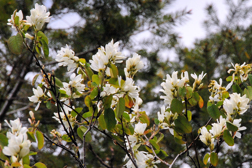 Western Serviceberry 