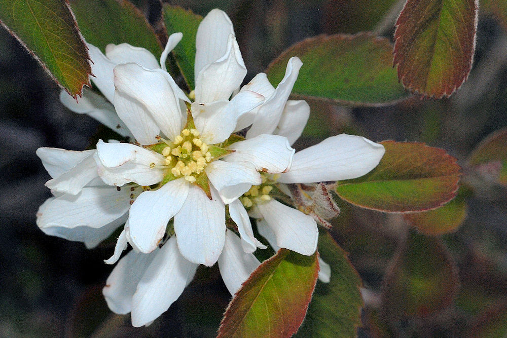 Western Serviceberry 