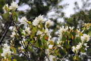 Serviceberry, Western