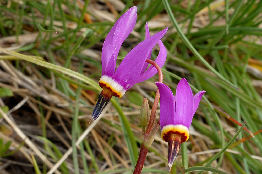 Alpine Shootingstar