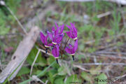 Shootingstar, Alpine