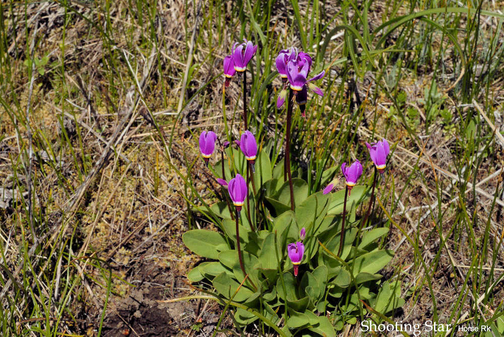 Few Flowered Shootingstar