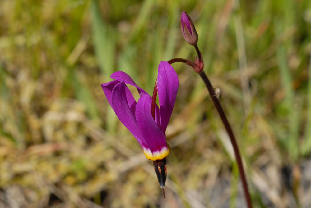 Few Flowered Shootingstar