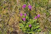 Shootingstar, Few Flowered