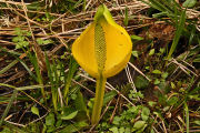 Skunk Cabbage