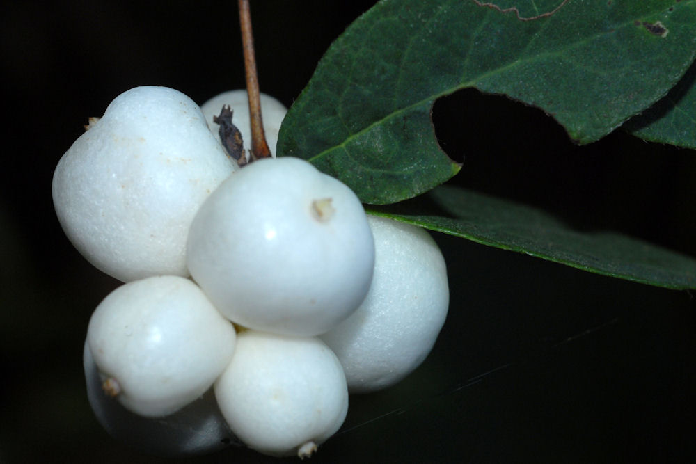 Common Snowberry