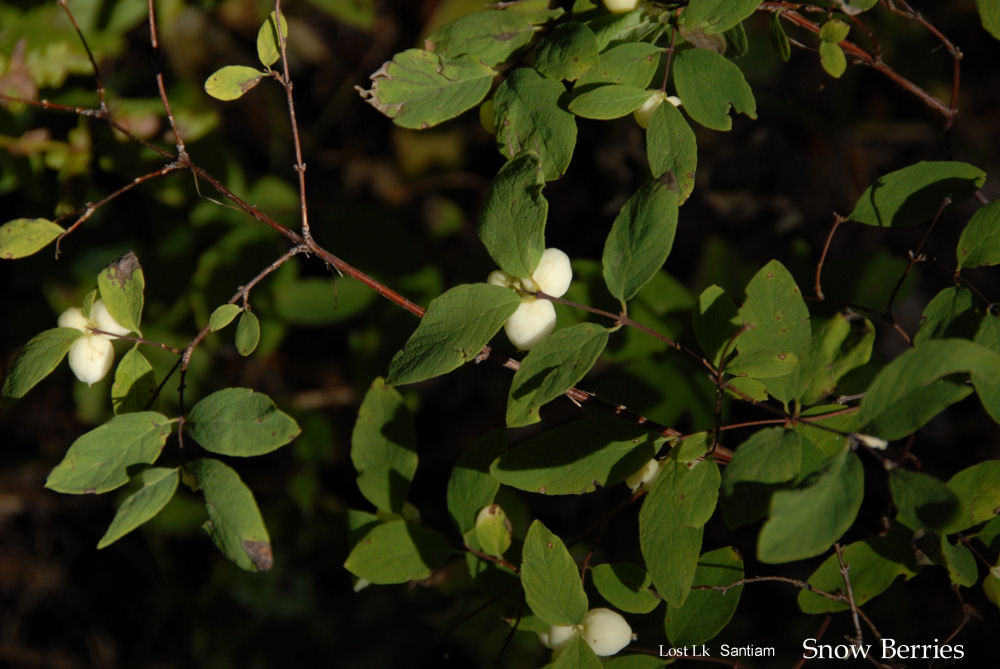 Common Snowberry