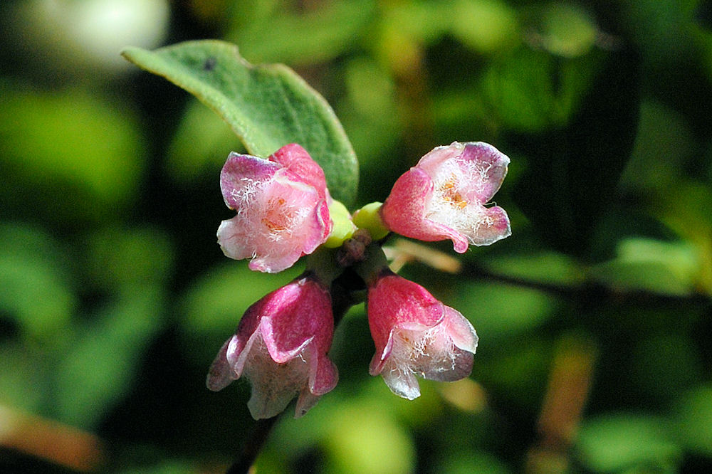 Common Snowberry Flower