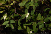 Snowberry, Common
