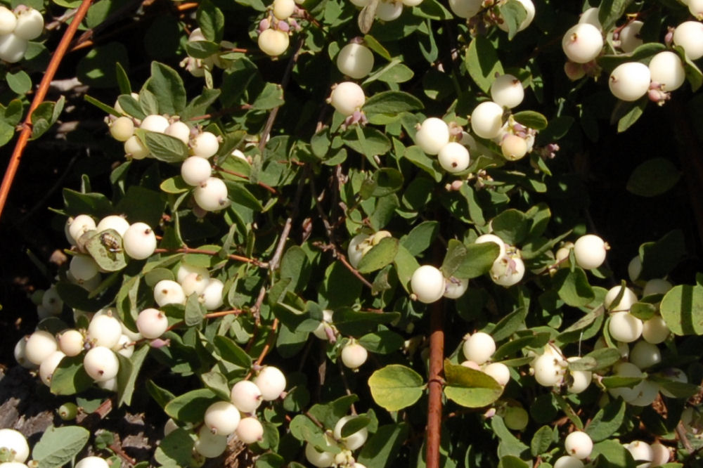 Trailing Snowberry