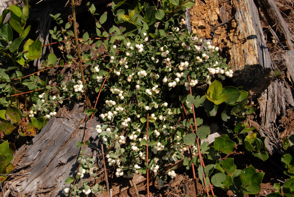 Trailing Snowberry