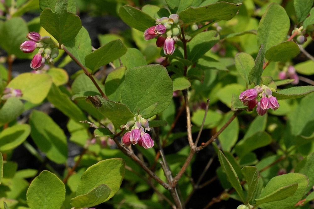 Trailing Snowberry