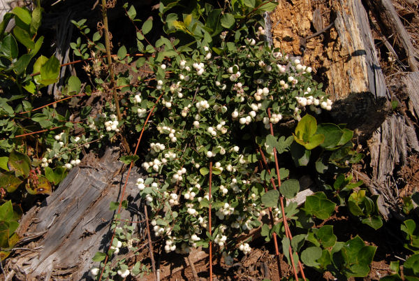 Trailing Snowberry 