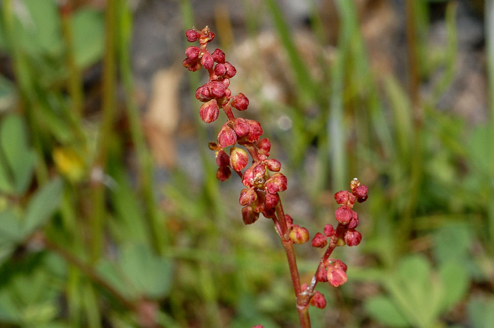 Sheep Sorrel