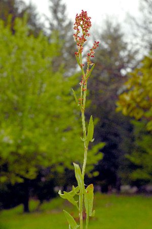 Sheep Sorrel